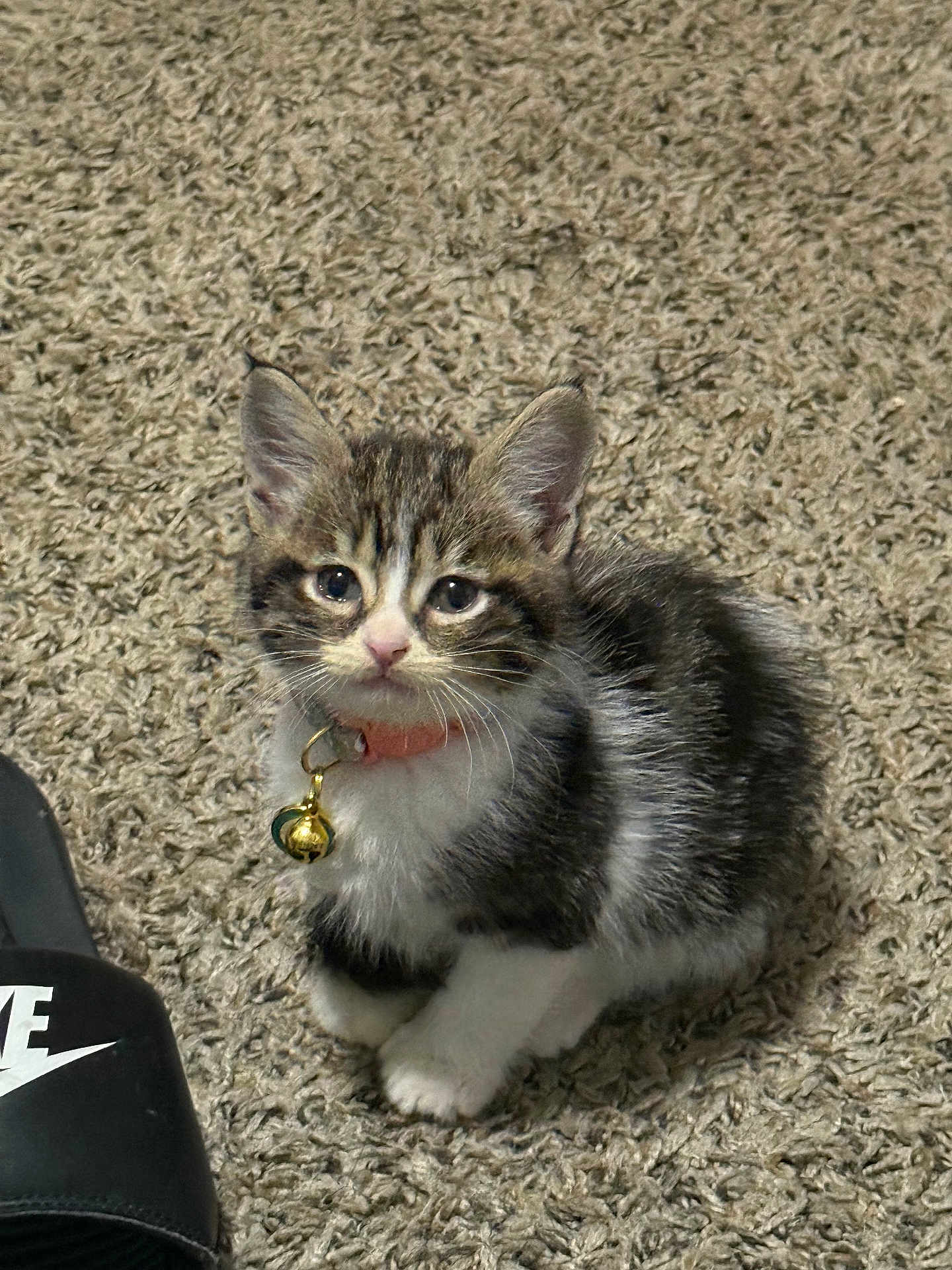 Suki