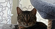 Lucy is registered to the contest to win money with this photo: cat, tabby, pet, feline, animal, portrait, wide_eyed, alert, lounging, sitting, cat_tree, scratching_post, rope, plush, fur, whiskers, ears, indoors, curtains, cozy