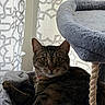 cat, tabby, pet, feline, animal, portrait, wide_eyed, alert, lounging, sitting, cat_tree, scratching_post, rope, plush, fur, whiskers, ears, indoors, curtains, cozy