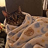 Lucy is registered to the contest to win money with this photo: cat, tabby_cat, pet, animal, blanket, cozy, bundled, indoors, chair, furniture, portrait, close_up, face, eyes, ears, whiskers, striped_fur, warm_lighting, home, cute