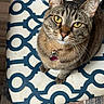 Lucy is registered to the contest to win money with this photo: cat, tabby, pet, animal, portrait, close_up, golden_eyes, striped_fur, whiskers, collar, heart_tag, sitting, lounging, cushion, patterned_fabric, indoor, furniture, blue_and_white, sharp_focus, funny_expression