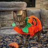cat, tabby, pumpkin_costume, halloween, pet, animal, costume, orange, green, standing, indoor, living_room, carpet, rug, couch, pillow, fireplace, plush_toy, portrait, funny