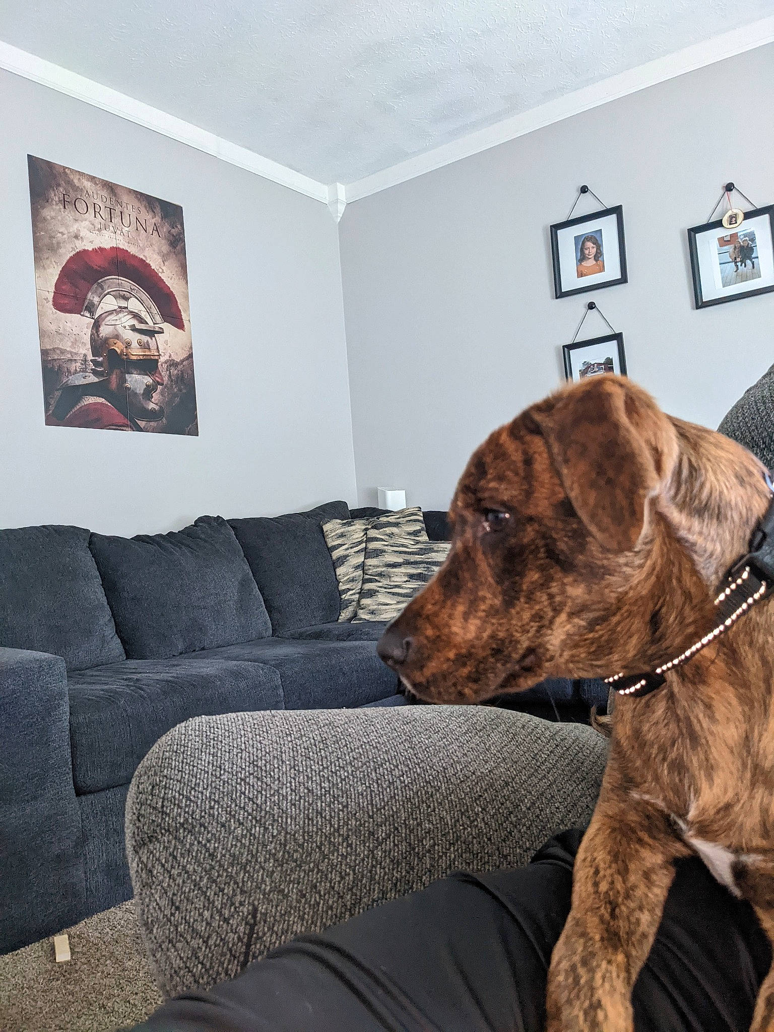 Snoopy is registered to the contest to win money with this photo: carnivore, collar, comfort, companion_dog, couch, dog, dog_breed, dog_collar, fawn, floor, flooring, hardwood, house, liver, living_room, picture_frame, room, sporting_group, wood, working_animal