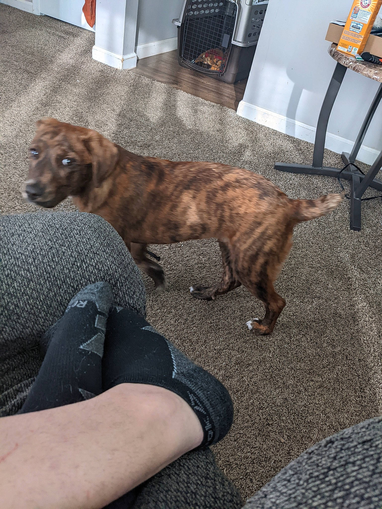 Snoopy is registered to the contest to win money with this photo: canidae, carnivore, chair, comfort, companion_dog, dog, dog_breed, fawn, felidae, floor, flooring, fur, human_leg, lap, liver, musical_instrument, room, sporting_group, tail, working_animal