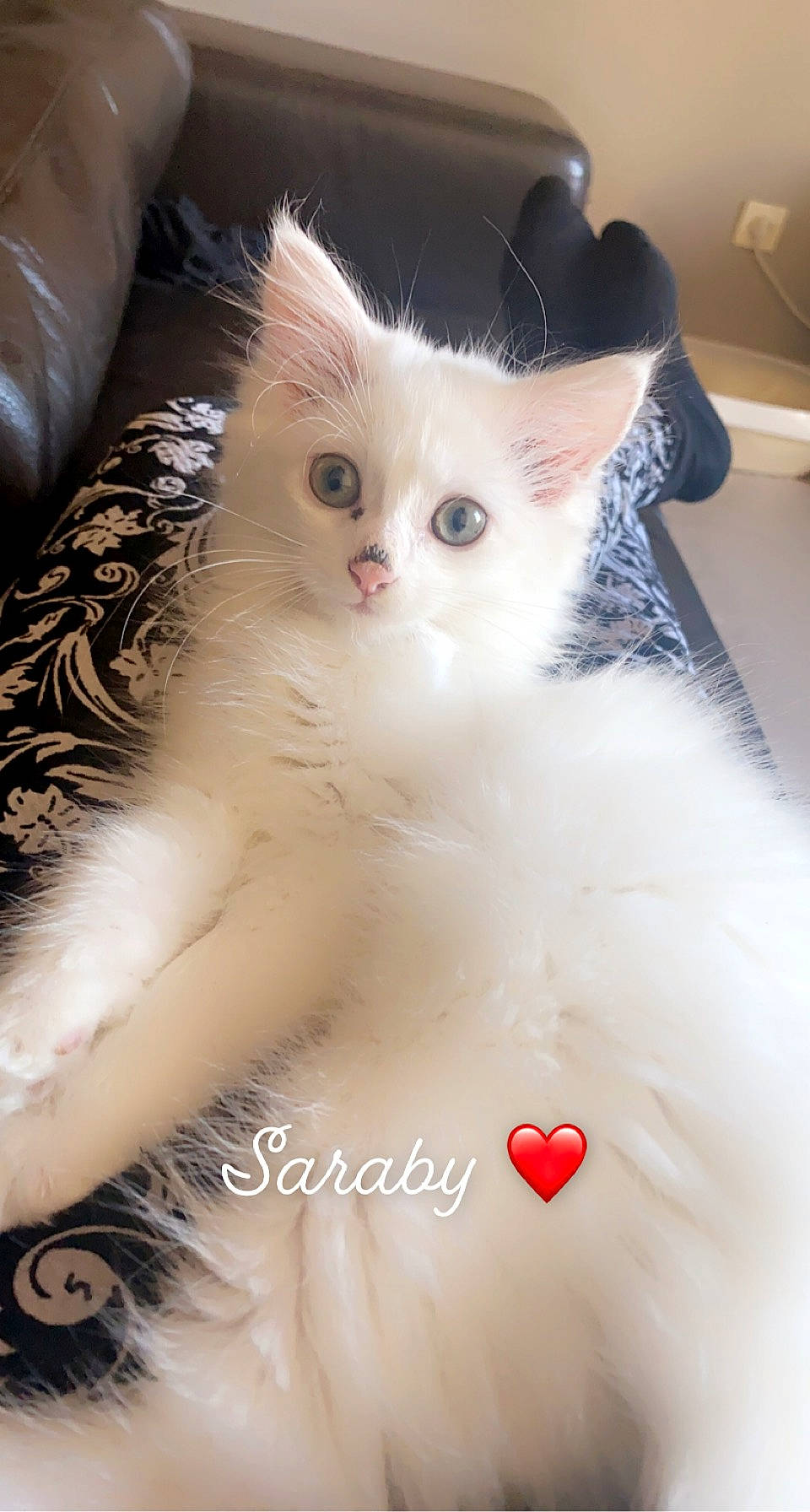 Saraby a rejoint le concours — aidez-le/la à gagner de superbes lots ! asian, asian_semi_longhair, british_longhair, british_semi_longhair, carnivore, cat, domestic_long_haired_cat, domestic_short_haired_cat, eye, felidae, fur, kitten, mammal, norwegian_forest_cat, ragdoll, small_to_medium_sized_cats, turkish_angora, turkish_van, vertebrate, whiskers