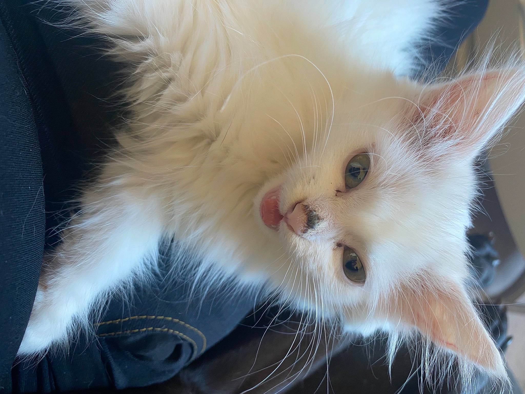 Saraby participe au concours pour gagner de l'argent avec cette photo : british_semi_longhair, carnivore, cat, domestic_long_haired_cat, ear, eye, fawn, felidae, fur, kitten, mammal, nose, ragamuffin, ragdoll, small_to_medium_sized_cats, snout, turkish_angora, turkish_van, whiskers