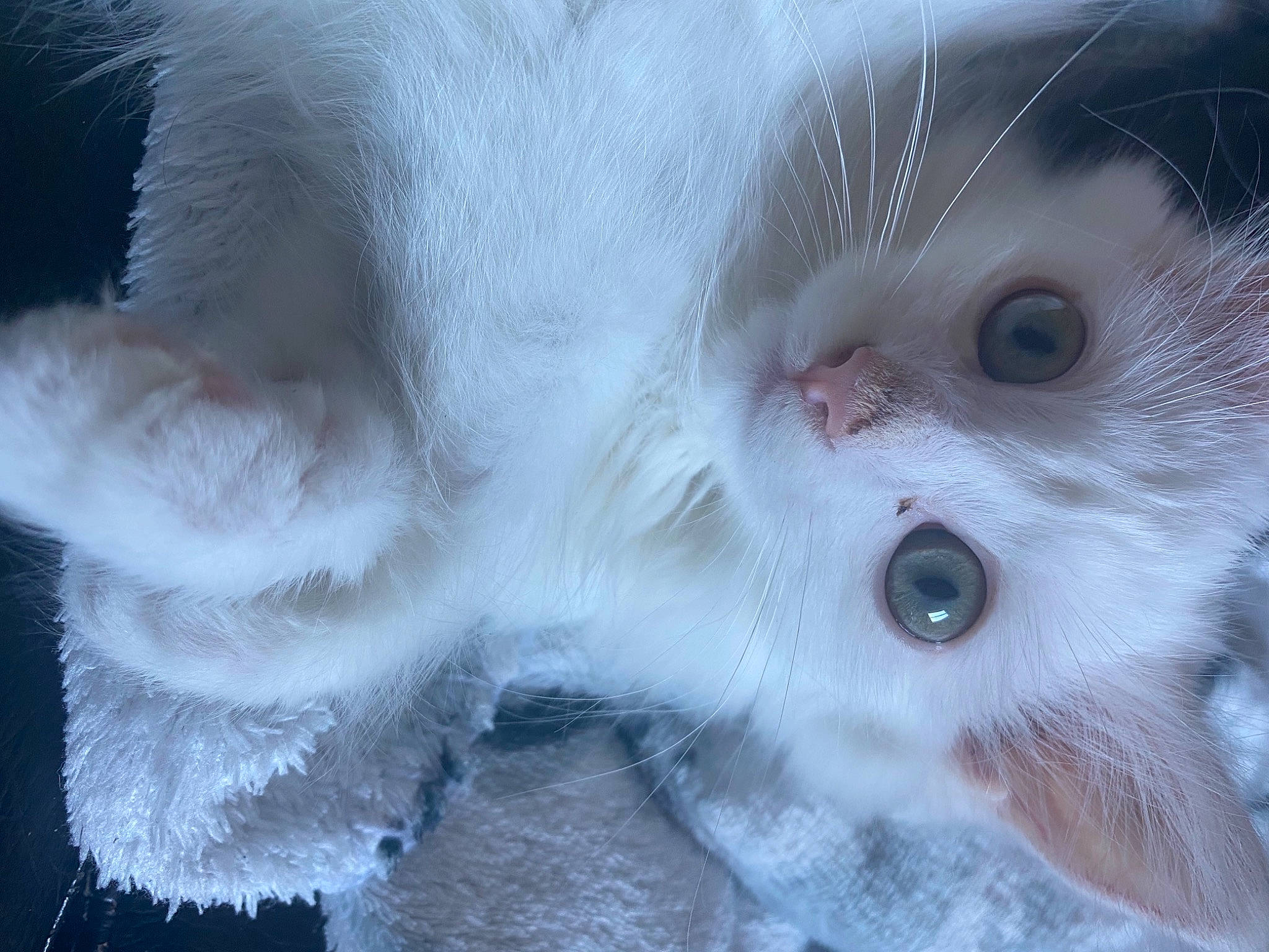 Saraby participe au concours pour gagner de l'argent avec cette photo : british_longhair, british_semi_longhair, carnivore, cat, close_up, domestic_long_haired_cat, ear, eye, felidae, fur, kitten, nose, paw, polydactyl_cat, ragamuffin, skin, small_to_medium_sized_cats, snout, turkish_angora, whiskers