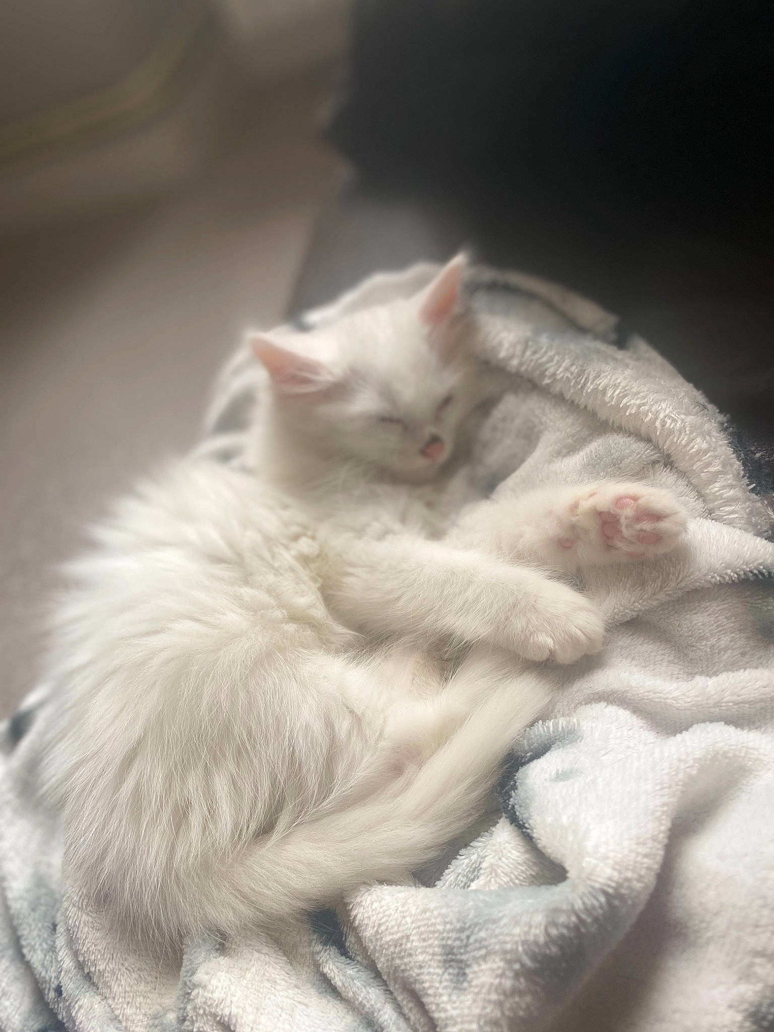 Saraby a rejoint le concours — aidez-le/la à gagner de superbes lots ! asian, burmilla, carnivore, cat, colorpoint_shorthair, ear, eye, felidae, fur, khao_manee, kitten, mammal, nap, paw, ragdoll, small_to_medium_sized_cats, tail, turkish_angora, turkish_van, whiskers