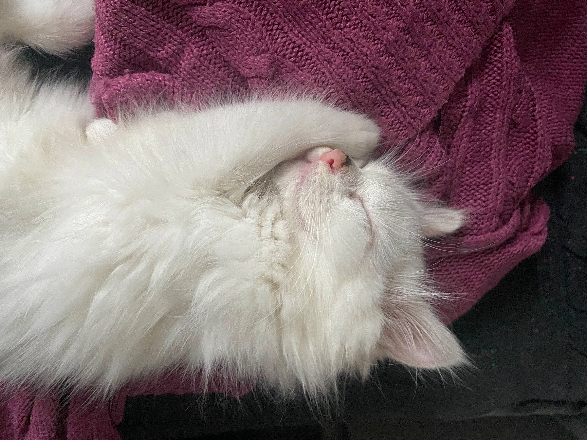 Saraby a rejoint le concours — aidez-le/la à gagner de superbes lots ! british_longhair, cat, domestic_long_haired_cat, ear, felidae, fur, fur_clothing, outerwear, persian, pink, ragdoll, small_to_medium_sized_cats, tail, textile, whiskers