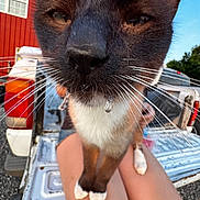 Willy is registered to the contest to win money with this photo: cat, close_up, droplet, whiskers, person, legs, pickup_truck, tailgate, red_building, outdoor, daylight, sky, greenery, animal, pet, fur, nose, paws, curious, background