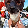 cat, close_up, droplet, whiskers, person, legs, pickup_truck, tailgate, red_building, outdoor, daylight, sky, greenery, animal, pet, fur, nose, paws, curious, background