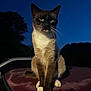 Willy is registered to the contest to win money with this photo: cat, siamese_cat, animal, pet, outdoor, night, evening, blue_sky, tree_silhouette, car, fur, whiskers, sitting, portrait, close_up, mammal, domestic_animal, quiet, calm, soft_light