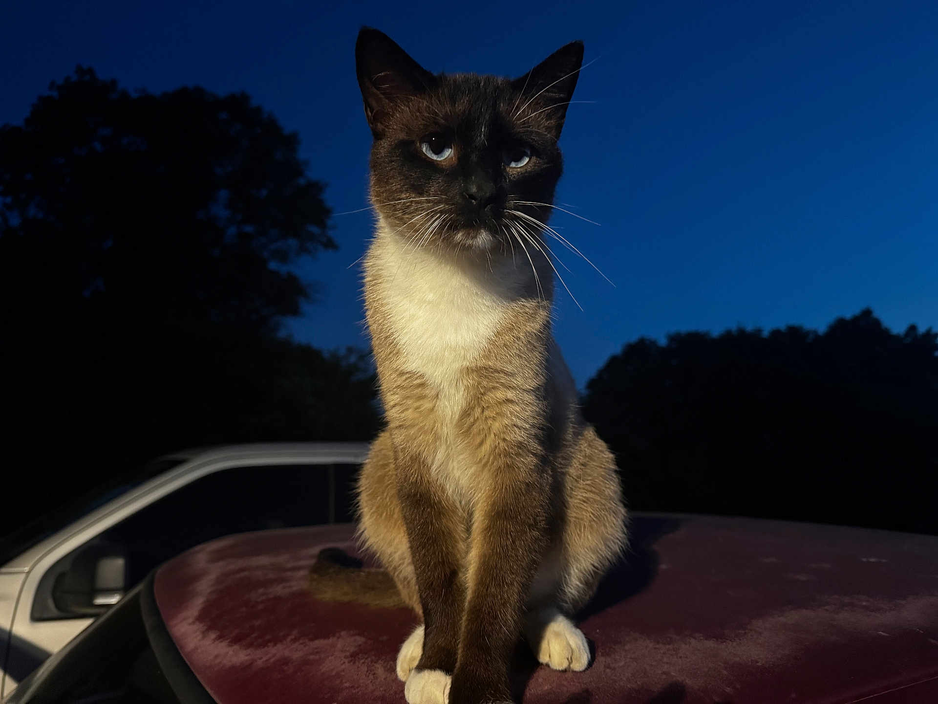 Willy is registered to the contest to win money with this photo: cat, siamese_cat, animal, pet, outdoor, night, evening, blue_sky, tree_silhouette, car, fur, whiskers, sitting, portrait, close_up, mammal, domestic_animal, quiet, calm, soft_light