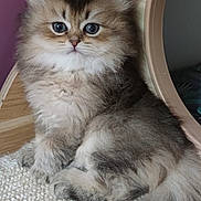 Yumi participe au concours pour gagner de l'argent avec cette photo : kitten, cat, fluffy, cute, pet, animal, indoor, carpet, wooden_furniture, purple_wall, small, fur, sitting, cute_eyes, domestic_cat, young, feline, whiskers, tail, portrait