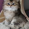 kitten, cat, fluffy, cute, pet, animal, indoor, carpet, wooden_furniture, purple_wall, small, fur, sitting, cute_eyes, domestic_cat, young, feline, whiskers, tail, portrait