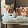 Simbah is registered to the contest to win money with this photo: cat, ginger_cat, fluffy, longhaired, pet, feline, green_eyes, whiskers, pink_nose, sitting, lounging, portrait, indoor, cat_tree, scratching_post, plush, toy, pom_pom, home, close_up