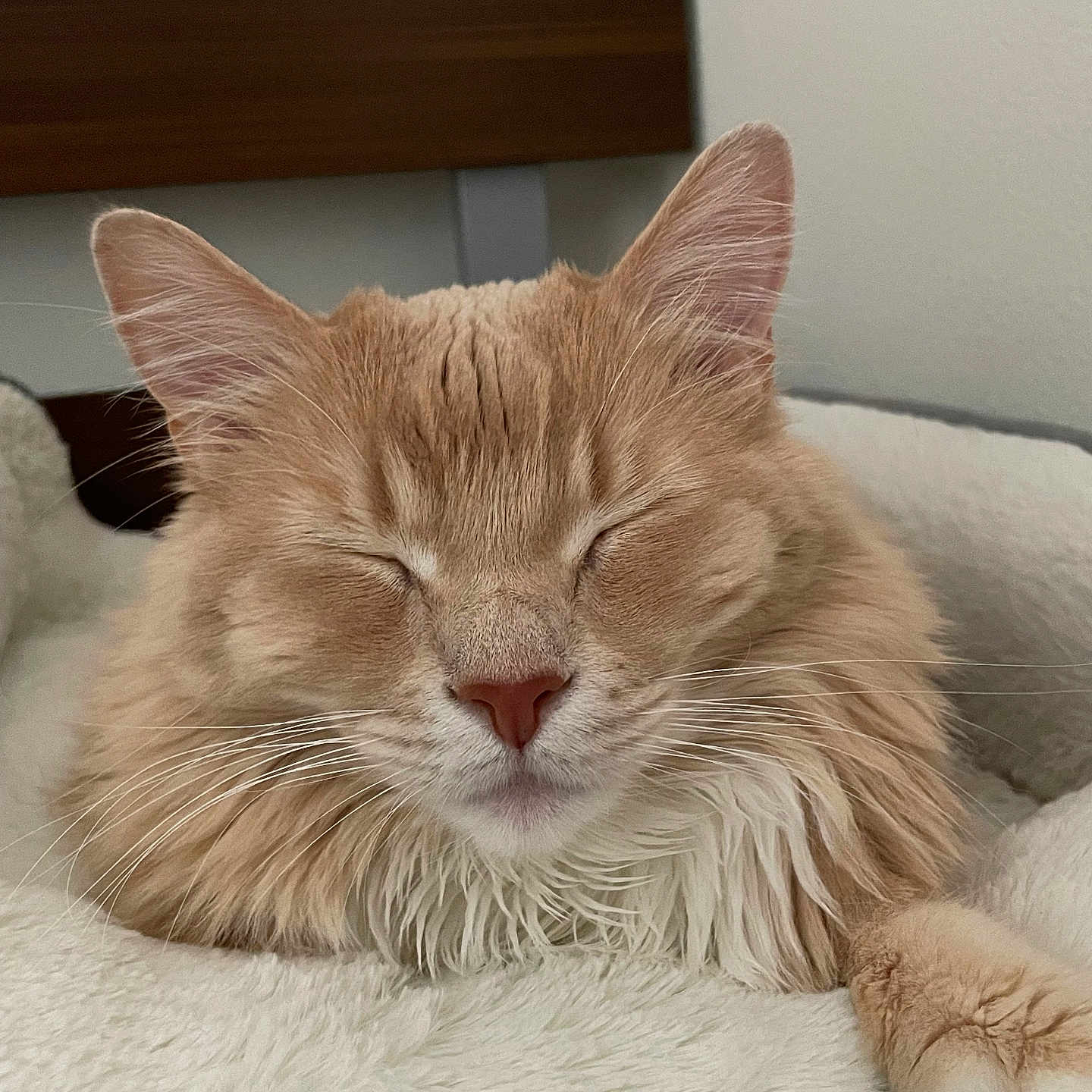Simbah is registered to the contest to win money with this photo: cat, orange_cat, fluffy, long_hair, sleeping, relaxed, closed_eyes, whiskers, ears, paws, indoors, bed, blanket, cozy, portrait, close_up, pet, feline, cream_colored, resting