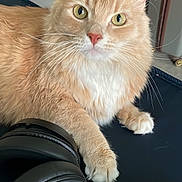 Simbah joined the competition — help win amazing prizes! cat, ginger_cat, fluffy, feline, pet, animal, whiskers, green_eyes, pink_nose, white_chest, paws, close_up, portrait, indoors, desk, headphones, game_controller, gaming, photography, cute