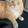cat, ginger_cat, fluffy, feline, pet, animal, whiskers, green_eyes, pink_nose, white_chest, paws, close_up, portrait, indoors, desk, headphones, game_controller, gaming, photography, cute