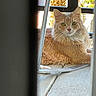 cat, ginger_cat, fluffy, longhair, pet, animal, feline, sitting, portrait, face, eyes, whiskers, ears, fur, orange, window, glass, sunlight, outdoor, autumn