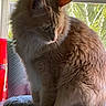 Simbah joined the competition — help win amazing prizes! cat, feline, long_hair, fluffy, brown_cat, white_patches, sitting, portrait, whiskers, ears, nose, window, indoor, backlit, sunlight, cozy, pet, fur, cushion, home