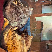 Abby And Chloe joined the competition — help win amazing prizes! cat, cats, feline, pet, indoor, living_room, couch, wooden_furniture, table, chair, floor, relaxing, sleeping, fur, domestic_animal, companion, cozy, home, animal, resting