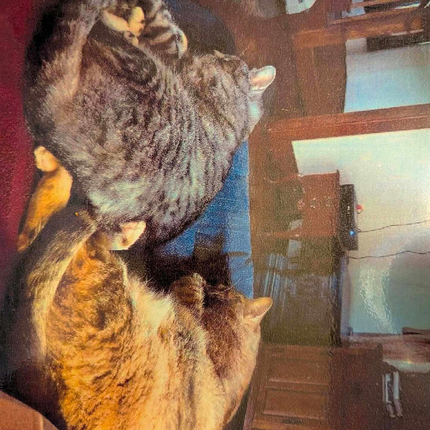 Abby And Chloe joined the competition — help win amazing prizes! cat, cats, feline, pet, indoor, living_room, couch, wooden_furniture, table, chair, floor, relaxing, sleeping, fur, domestic_animal, companion, cozy, home, animal, resting