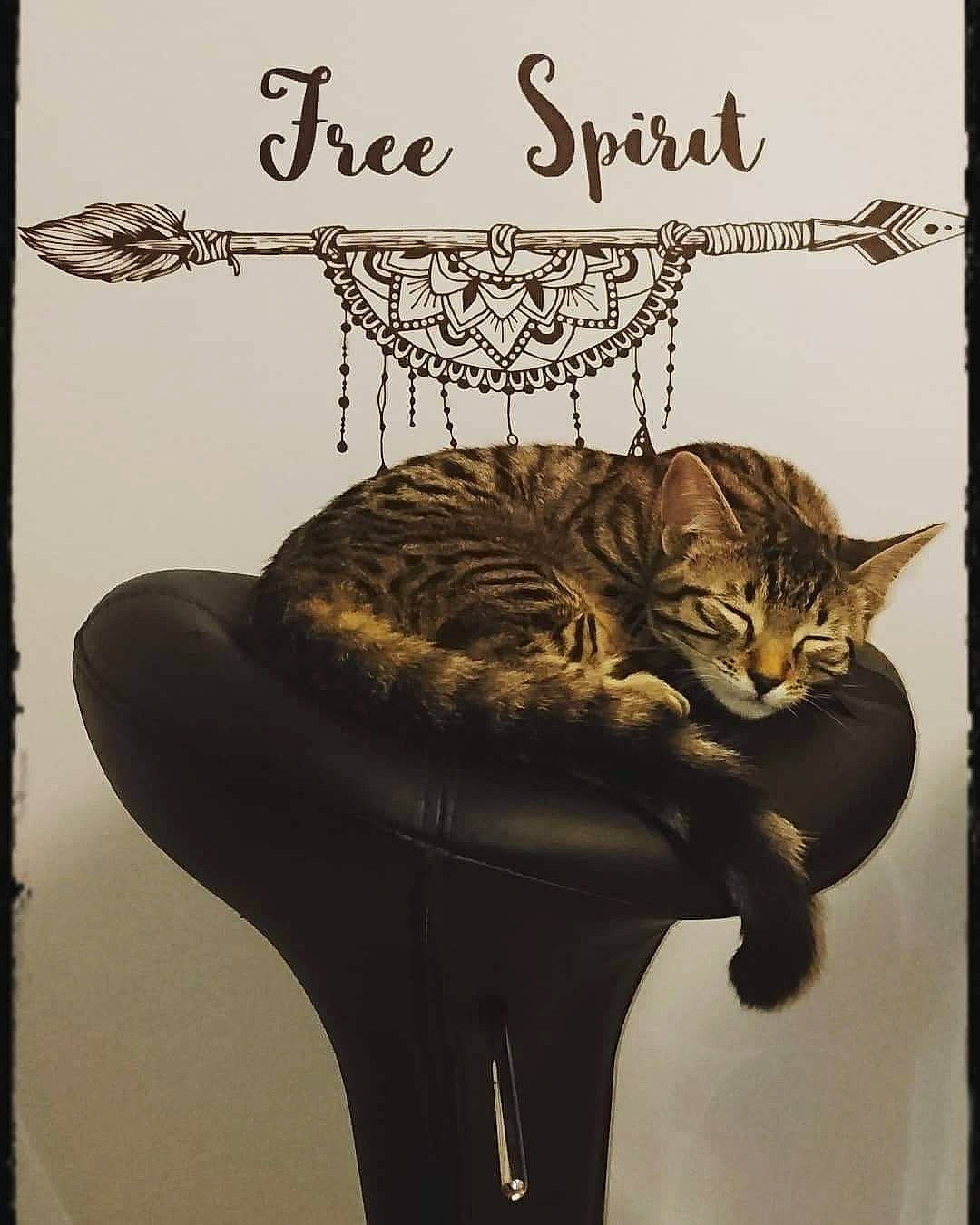 Woody a rejoint le concours — aidez-le/la à gagner de superbes lots ! art, carnivore, cat, cat_supply, claw, domestic_short_haired_cat, drawing, fawn, felidae, font, fur, illustration, organism, photo_caption, plant, poster, small_to_medium_sized_cats, tail, terrestrial_animal, whiskers