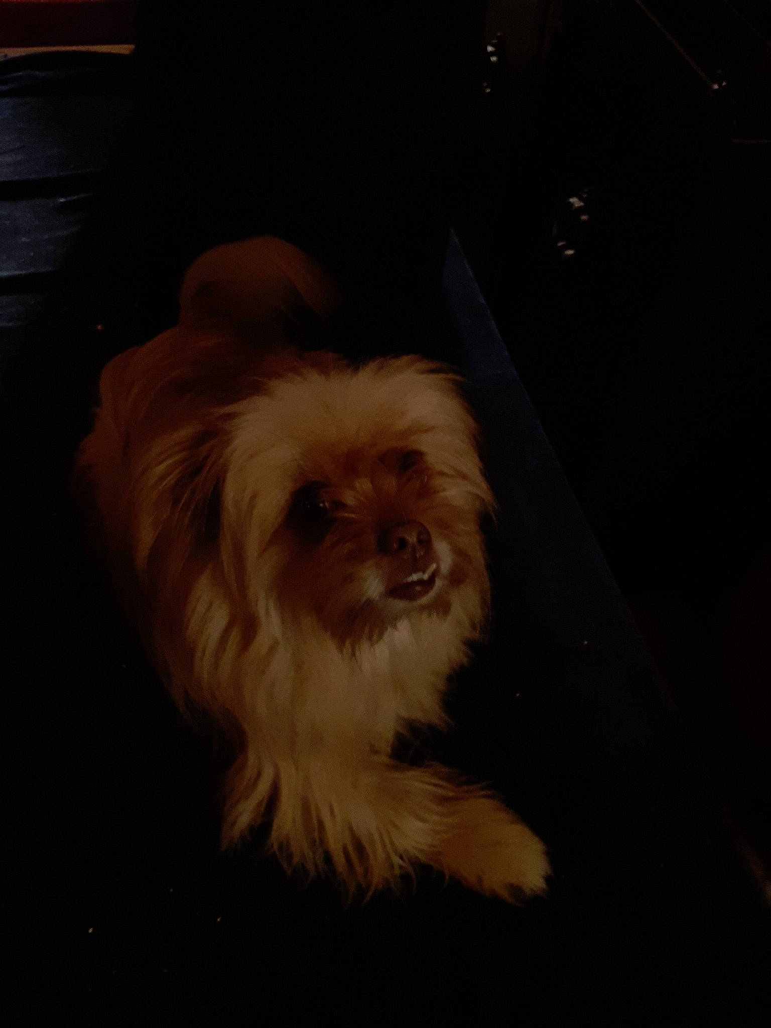 Tikka is registered to the contest to win money with this photo: cabinetry, carnivore, chair, chest_of_drawers, companion_dog, computer_keyboard, darkness, dog, dog_breed, drawer, flooring, fur, hardwood, liver, small_terrier, terrier, toy_dog, whiskers, wood, working_animal