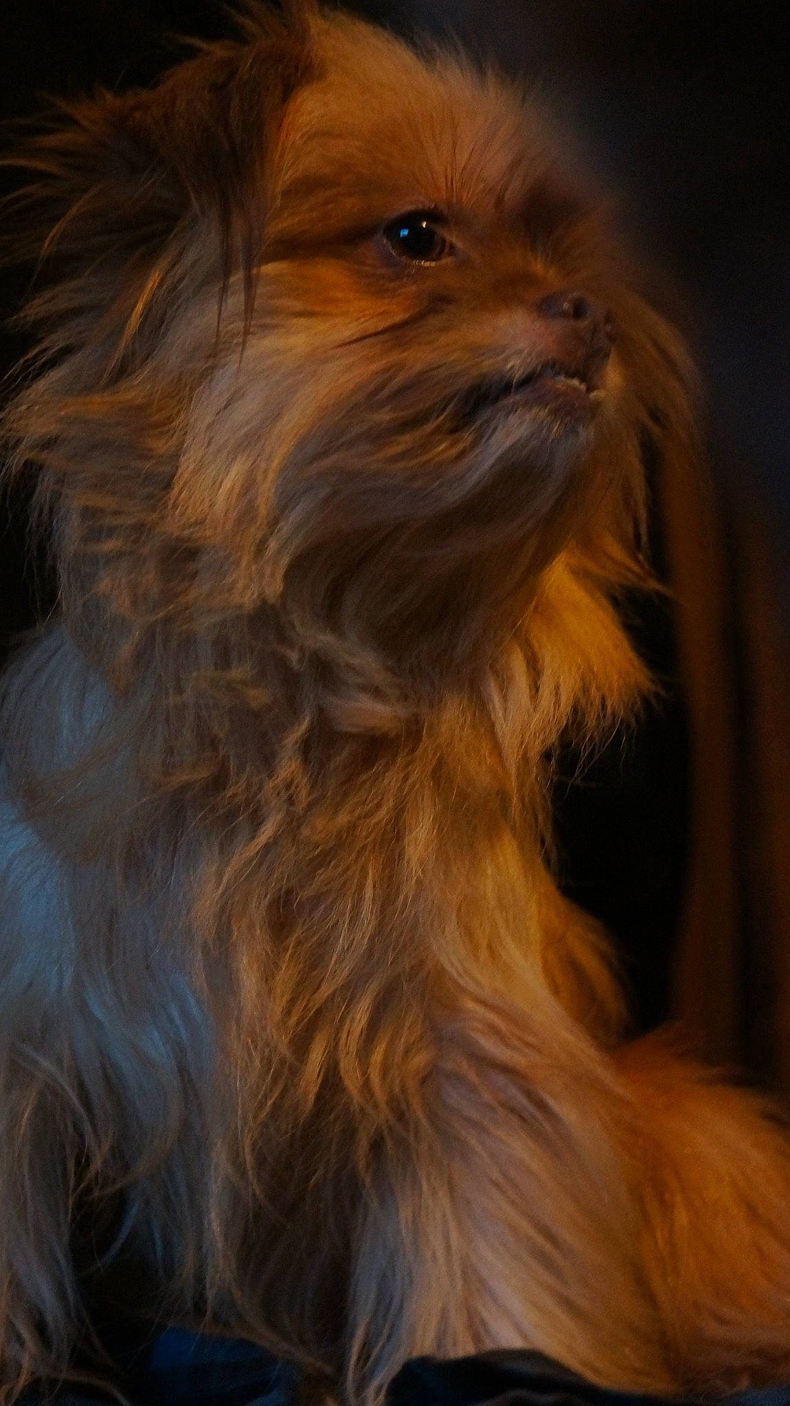 Tikka is registered to the contest to win money with this photo: brown, canidae, carnivore, close_up, companion_dog, dog, dog_breed, fawn, fur, liver, small_terrier, sporting_group, terrestrial_animal, terrier, toy_dog, water_dog, whiskers, wood, working_animal