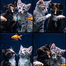 animal, aquatic, cat, closeup, collage, companionship, curious, cute, dark_background, domestic_animal, fish, fur, goldfish, gray_tabby_cat, kitten, pet, playful, portrait, tortoiseshell_cat, whiskers