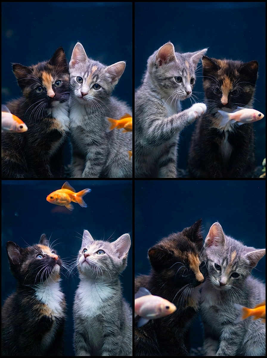 Hope And Gizmo joined the competition — help win amazing prizes! kitten, cat, tortoiseshell_cat, gray_tabby_cat, goldfish, fish, pet, animal, cute, playful, curious, collage, dark_background, whiskers, fur, closeup, portrait, companionship, aquatic, domestic_animal