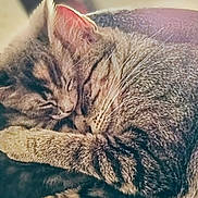 Pouncer And Hope joined the competition — help win amazing prizes! animal, cat, closeup, companion, cozy, cute, domestic, friendship, fur, indoor, pets, relaxed, resting, sleeping, snuggling, soft, tabby, two_cats, warm, whiskers