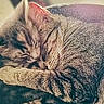 animal, cat, closeup, companion, cozy, cute, domestic, friendship, fur, indoor, pets, relaxed, resting, sleeping, snuggling, soft, tabby, two_cats, warm, whiskers