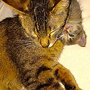 Pouncer And Hope joined the competition — help win amazing prizes! cat, kitten, tabby, tabby_cat, whiskers, fur, sleeping, cuddling, close_up, pet, indoor, blanket, paws, ear, face, nap, cozy, cute, companion, relaxing