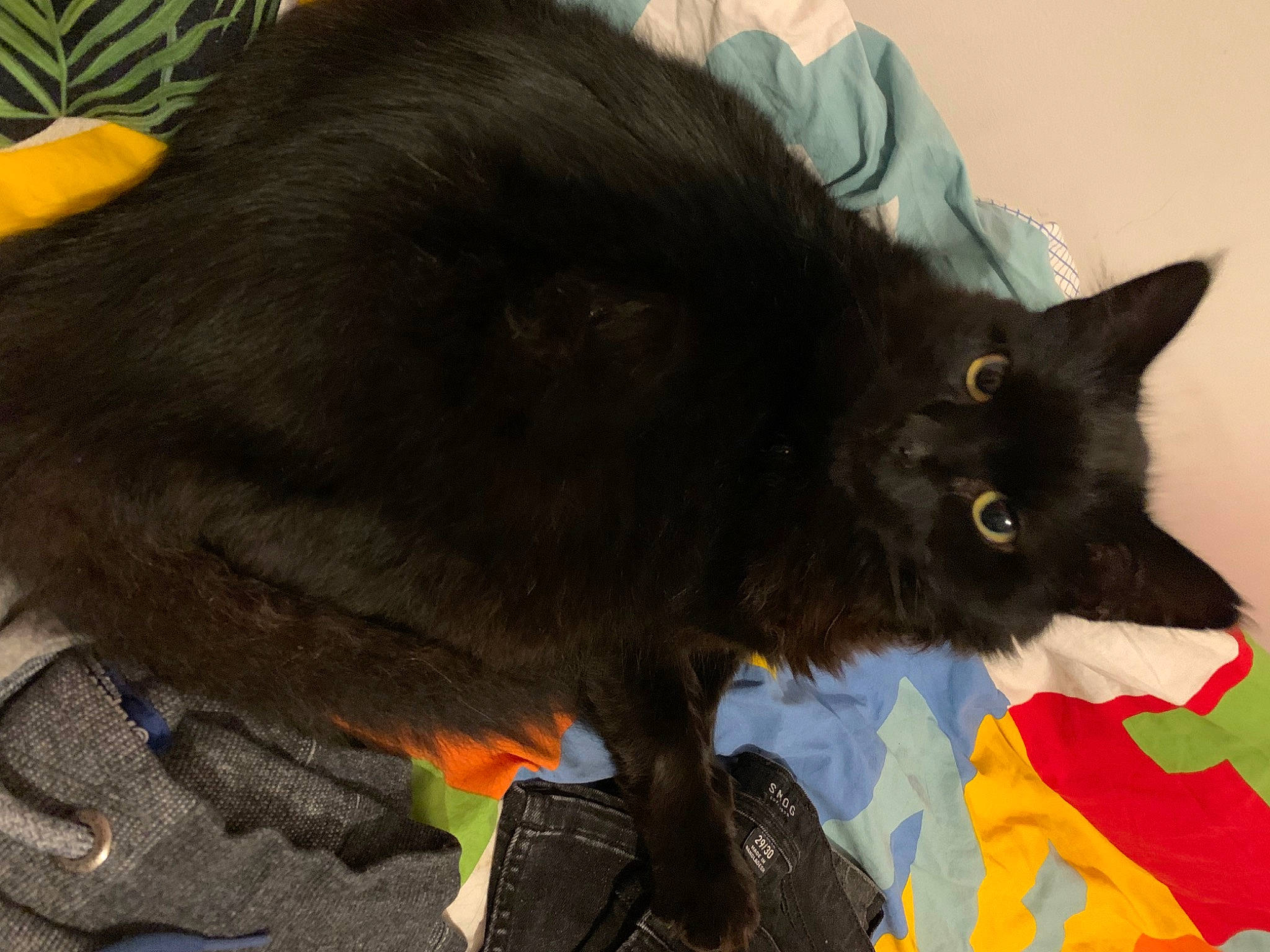 Batman a rejoint le concours — aidez-le/la à gagner de superbes lots ! black_cat, bombay, canidae, carnivore, cat, cat_toy, claw, dog_breed, domestic_short_haired_cat, eye, felidae, flooring, fur, paw, plant, small_to_medium_sized_cats, snout, tail, whiskers, yellow