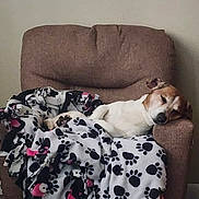 Jake is registered to the contest to win money with this photo: animal, armchair, blanket, brown, calm, comfort, cozy, dog, floor, fur, furniture, home, indoor, paw_print, pet, quiet, relaxation, resting, sleeping, white