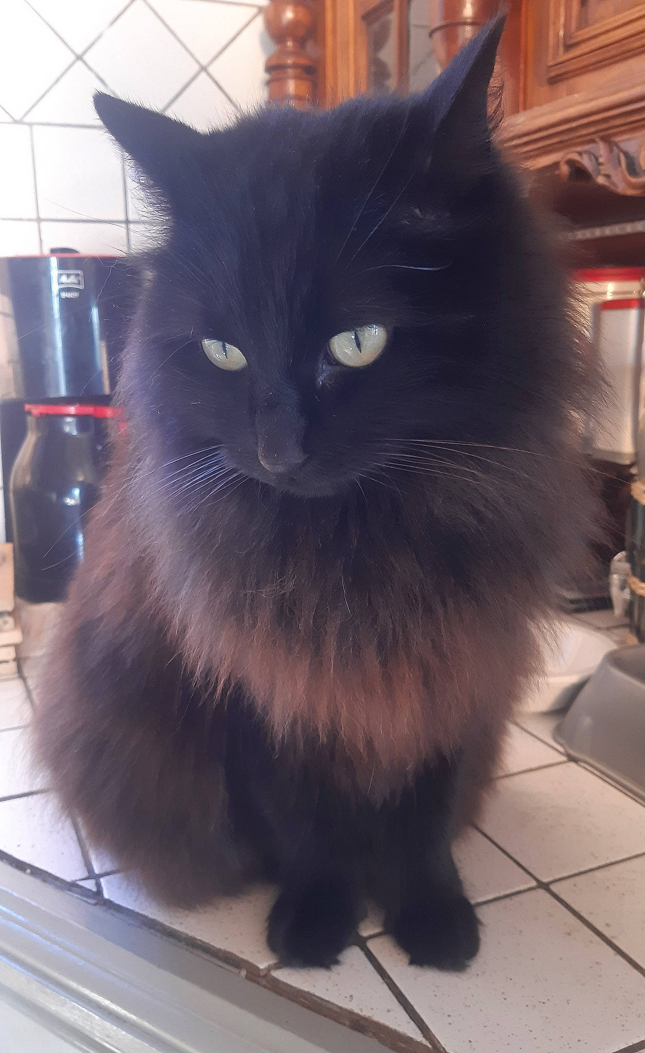 Princesse participe au concours pour gagner de l'argent avec cette photo : black_cat, bombay, british_longhair, carnivore, cat, claw, domestic_short_haired_cat, eye, felidae, flooring, fur, grey, hair, iris, small_to_medium_sized_cats, snout, tail, terrestrial_animal, whiskers, window