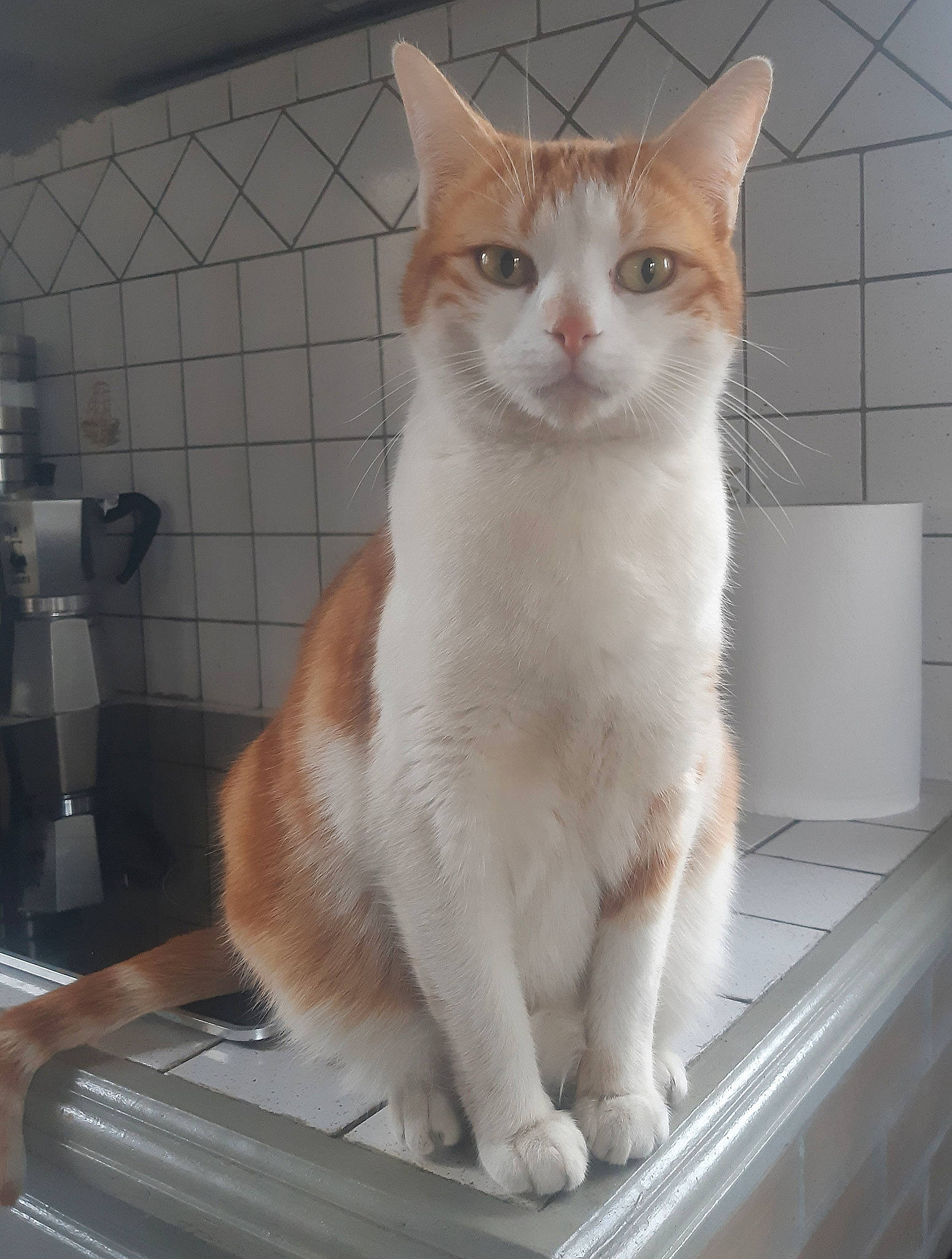 Duchesse a rejoint le concours — aidez-le/la à gagner de superbes lots ! carnivore, cat, cat_supply, claw, domestic_short_haired_cat, fawn, felidae, fur, paw, pet_supply, small_to_medium_sized_cats, snout, tail, terrestrial_animal, whiskers