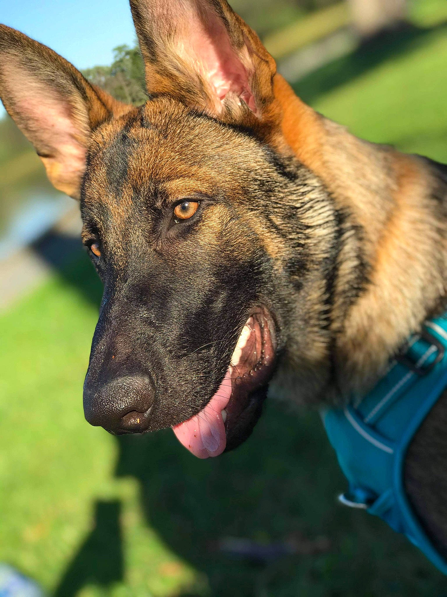 Ace is registered to the contest to win money with this photo: canidae, carnivore, collar, dog, dog_breed, east_european_shepherd, fawn, fur, german_shepherd_dog, grass, guard_dog, herding_dog, king_shepherd, old_german_shepherd_dog, snout, sporting_group, whiskers, wildlife, working_animal, working_dog
