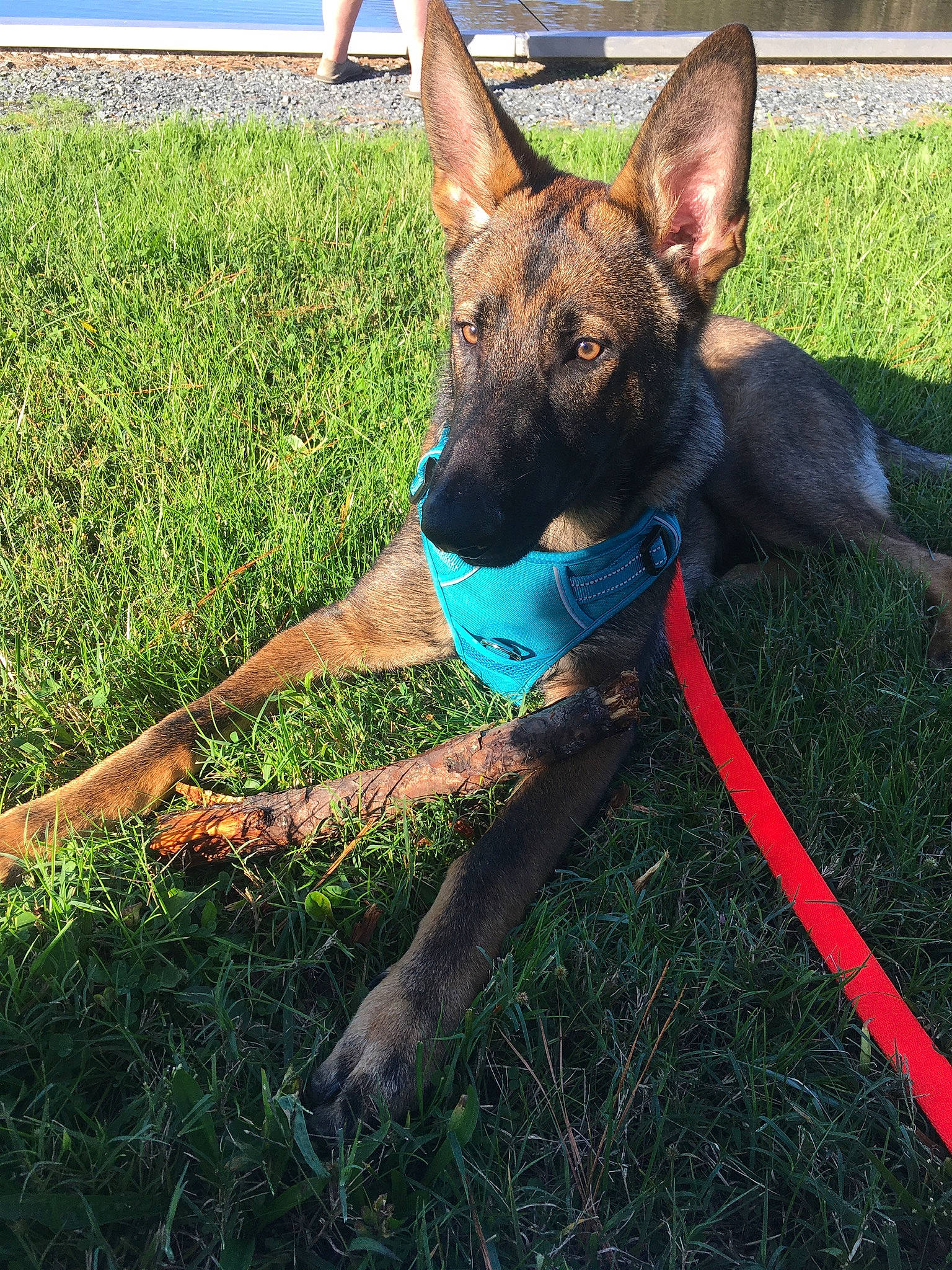 Ace is registered to the contest to win money with this photo: canidae, carnivore, collar, companion_dog, dog, dog_breed, dog_collar, dog_supply, fawn, grass, grassland, liver, pasture, people_in_nature, pet_supply, plant, soil, sporting_group, working_animal, working_dog