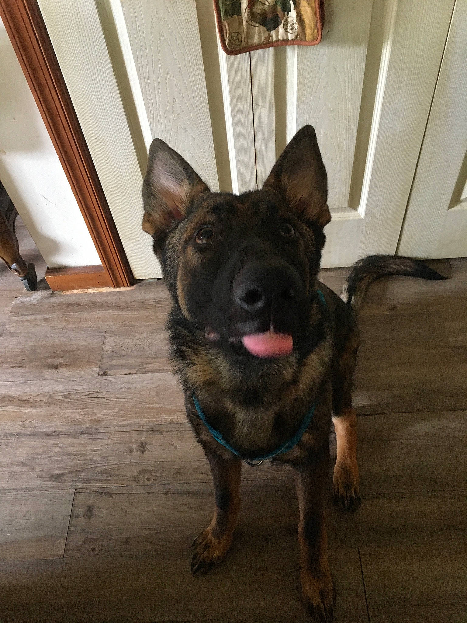 Ace is registered to the contest to win money with this photo: canidae, carnivore, collar, companion_dog, dog, dog_breed, dog_collar, fawn, felidae, flooring, fur, guard_dog, hardwood, liver, snout, tail, whiskers, wood, working_animal, working_dog