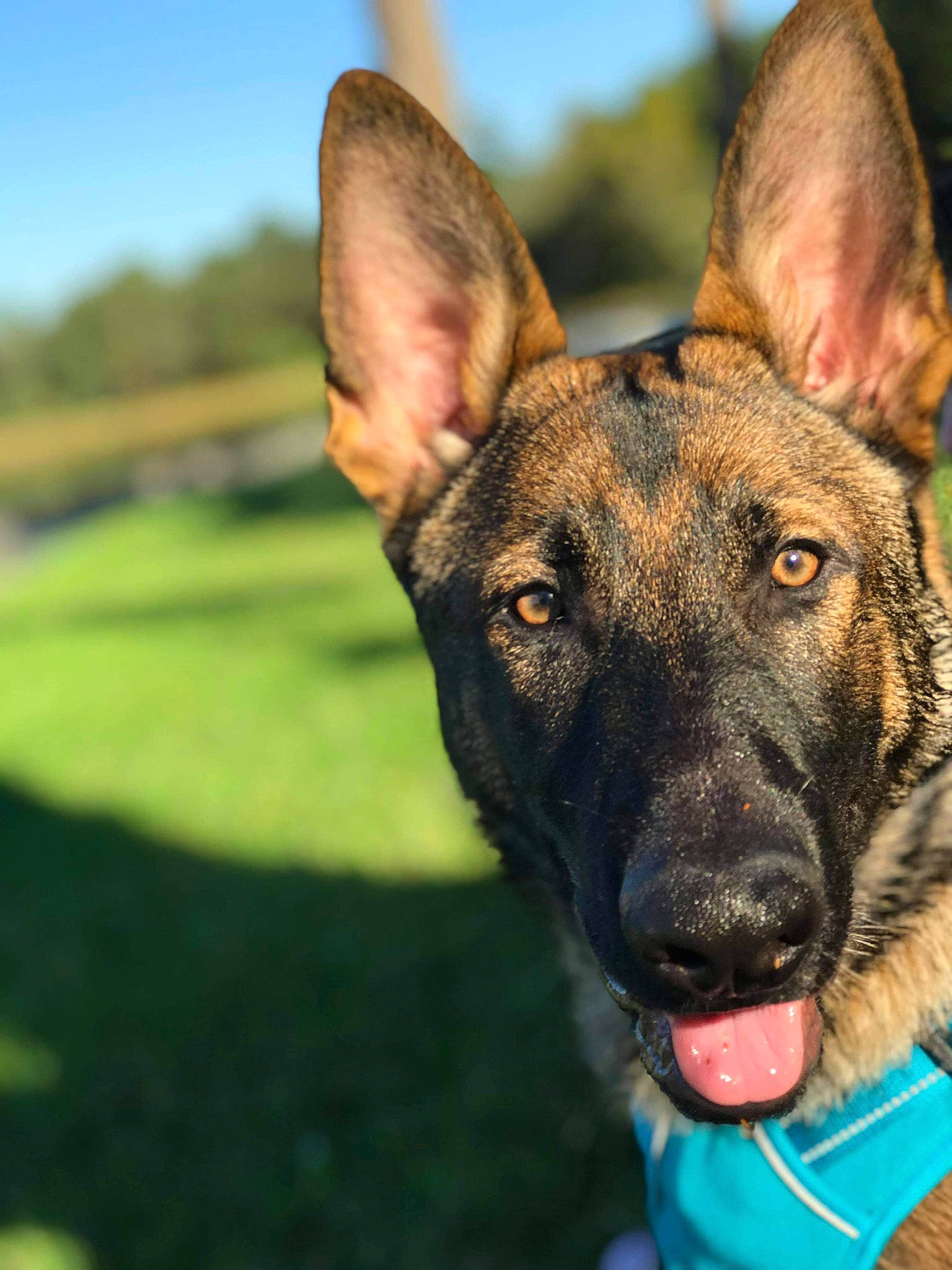 Ace joined the competition — help win amazing prizes! ancient_dog_breeds, canidae, carnivore, collar, companion_dog, dog, dog_breed, dog_collar, eye, fawn, german_shepherd_dog, grass, herding_dog, sky, snout, sporting_group, terrestrial_animal, whiskers, wildlife, working_dog