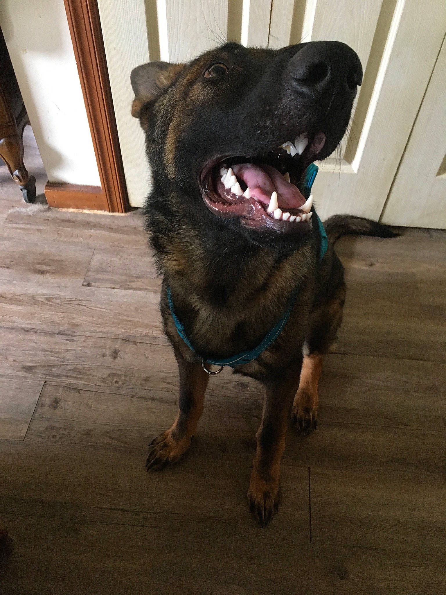 Ace is registered to the contest to win money with this photo: borador, canidae, carnivore, collar, companion_dog, dog, dog_breed, dog_collar, fang, fawn, flooring, fur, hardwood, jaw, liver, sporting_group, terrestrial_animal, whiskers, wood, working_animal