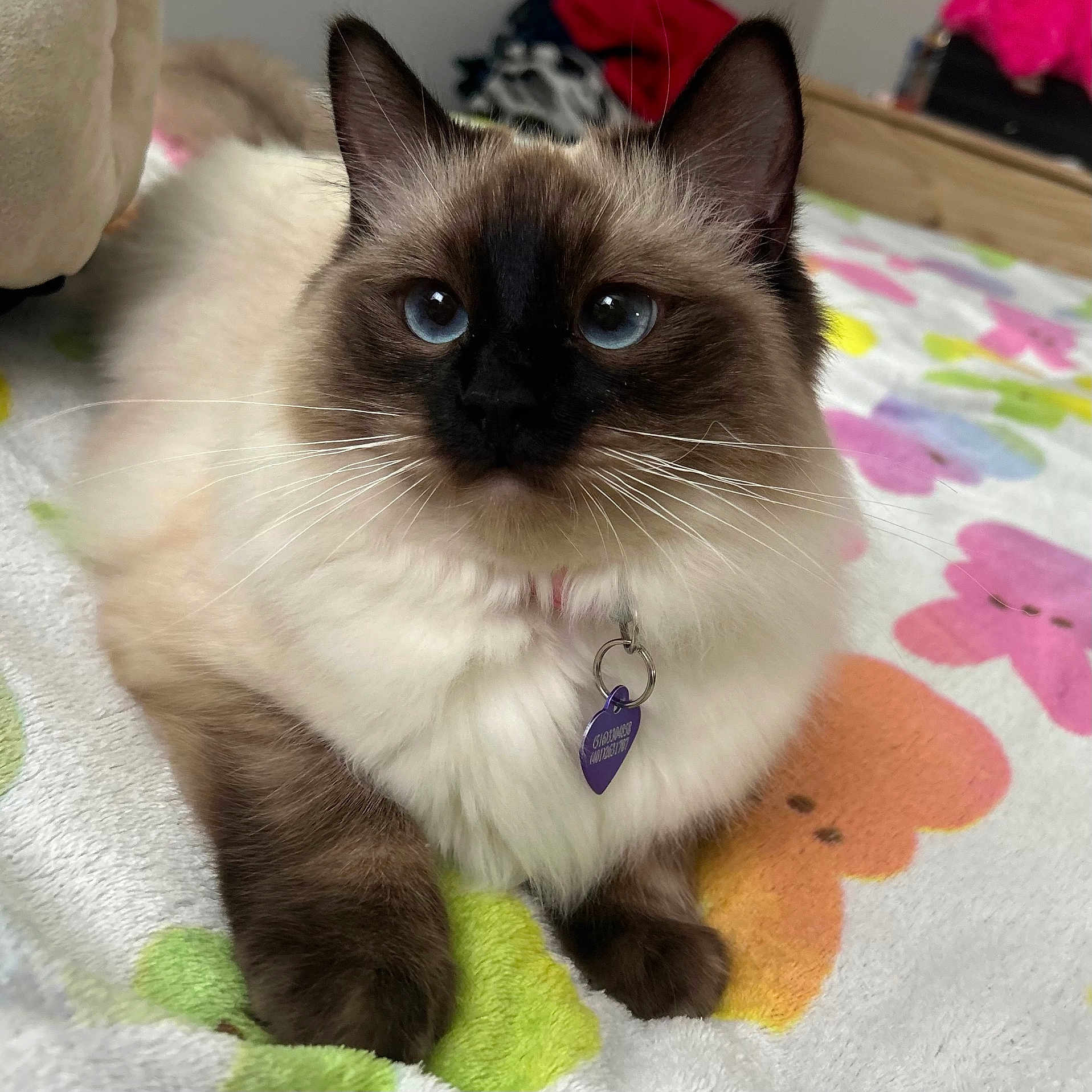 Coco Chanel is registered to the contest to win money with this photo: cat, blue_eyes, fluffy, pet, collar, tag, indoor, blanket, colorful, flower_pattern, relaxed, cute, animal, feline, whiskers, brown_paws, soft_fur, close_up, portrait, domestic_cat