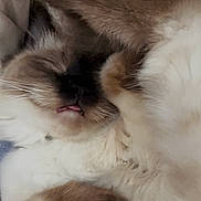 Coco Chanel is registered to the contest to win money with this photo: cat, fluffy, sleeping, tongue_out, paws, close_up, blanket, cozy, pet, fur, cute, relaxed, indoor, resting, animal, whiskers, soft, nap, mammal, adorable