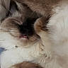 cat, fluffy, sleeping, tongue_out, paws, close_up, blanket, cozy, pet, fur, cute, relaxed, indoor, resting, animal, whiskers, soft, nap, mammal, adorable