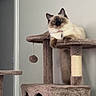 Coco Chanel joined the competition — help win amazing prizes! cat, cat_tree, pet, indoor, feline, fluffy, animal, fur, toy, dangling_ball, relaxed, household, cozy, looking, curious, beige, gray_wall, doorway, multi_level, resting