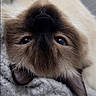 Coco Chanel joined the competition — help win amazing prizes! cat, siamese_cat, upside_down, blue_eyes, fur, whiskers, nose, ear, blanket, texture, closeup, pet, animal, indoor, cute, resting, cozy, soft, portrait, sleepy