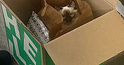 Coco Chanel is registered to the contest to win money with this photo: cat, cardboard_box, paper_bag, pet, indoor, curious, animal, floor, container, home, feline, looking, hiding, domestic, brown, white, black, cozy, quiet, resting